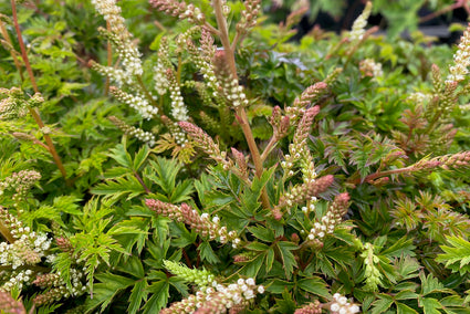 Geitenbaard - Aruncus aethusifolius