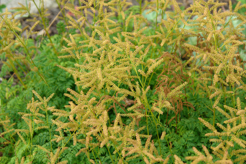 Geitenbaard-Aruncus-aethusifolius.jpg