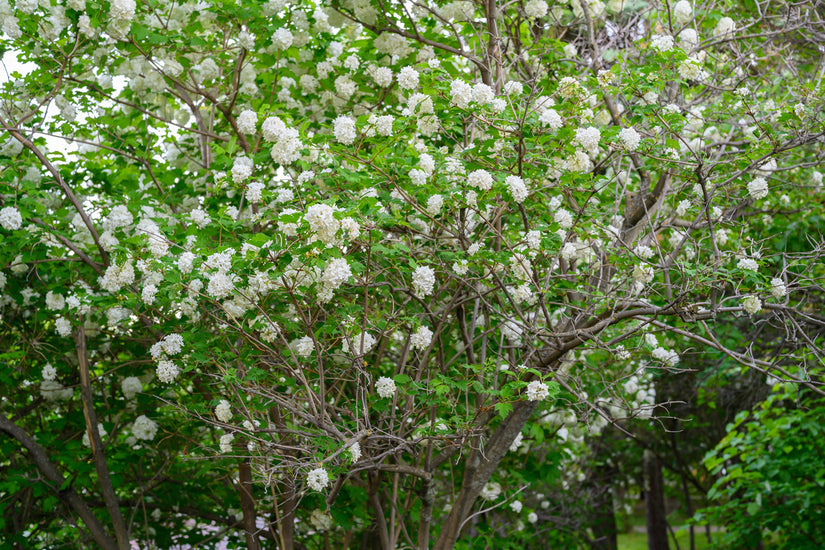 Gelderse Roos - Viburnum opulus 'Roseum'