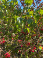 Gelderse Roos - Viburnum Opulus