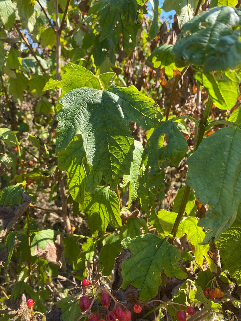 Blad Gelderse Roos - Viburnum Opulus