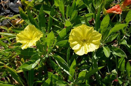 Gele-Teunisbloem-Oenothera-macrocarpa-plant.jpg