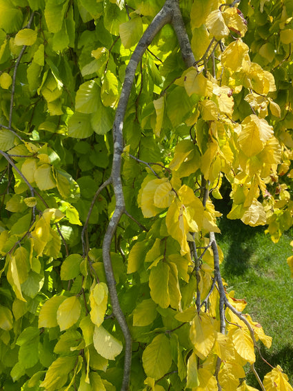 Detail Gele Treurbeuk - Fagus sylvatica 'Aurea Pendula'