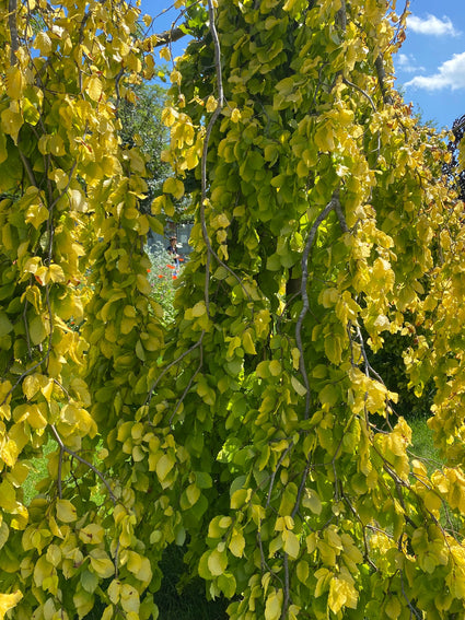 Gele Treurbeuk - Fagus sylvatica 'Aurea Pendula'