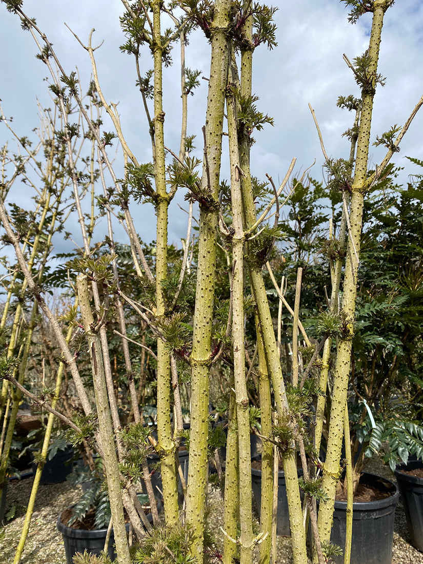 Gele Vlier - Winterhard en goed te snoeien