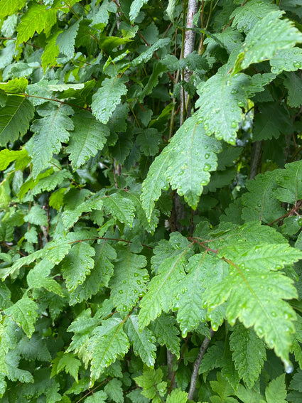 Gele Zeepboom - Koelreuteria paniculata 'Fastigiata' - Blad