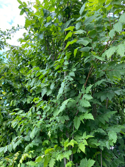 Gele Zeepboom - Koelreuteria paniculata 'Fastigiata'