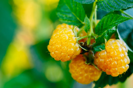 Gele framboos - Rubus idaeus 'Sugana Yellow'