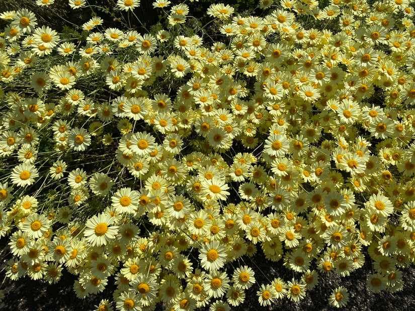 Gele kamille - Anthemis x hybrida 'E.C. Buxton'