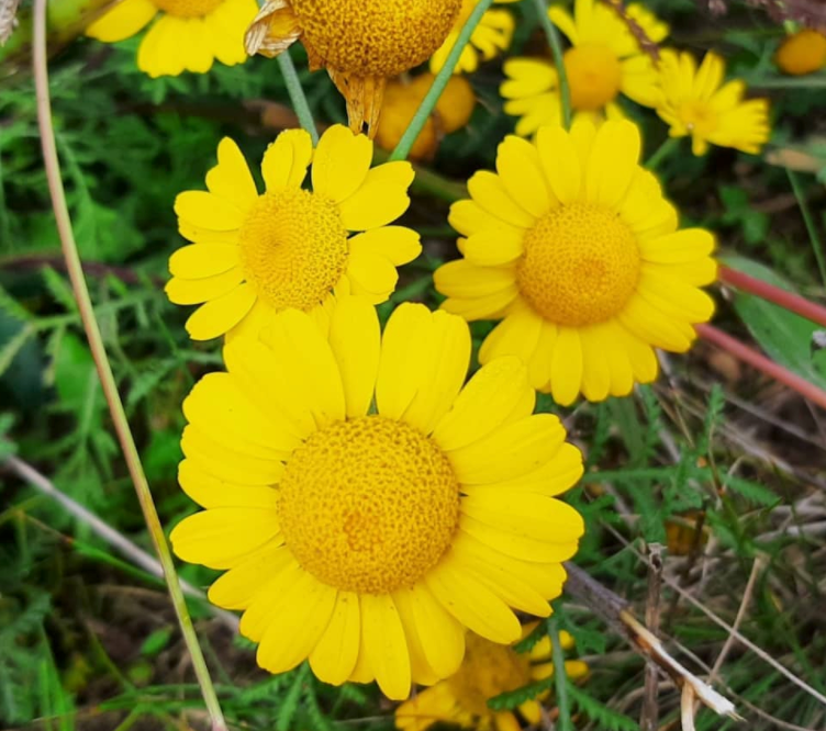 Gele kamille - Anthemis x hybrida 'Kelwayi'