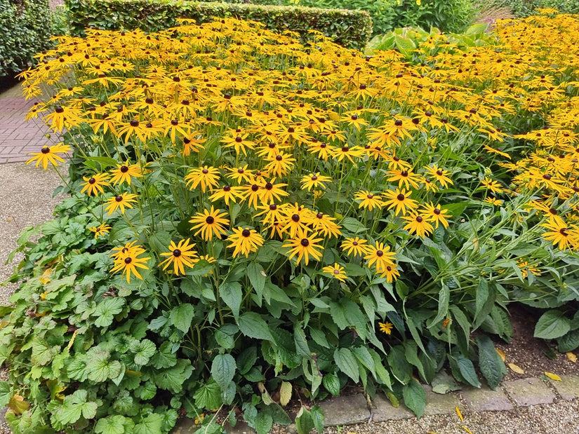 Gele zonnehoed Rudbeckia borderpakket foto