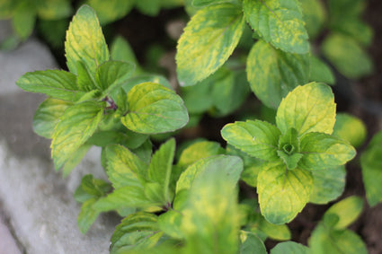 Gembermunt - Mentha gracilis 'Ginger'