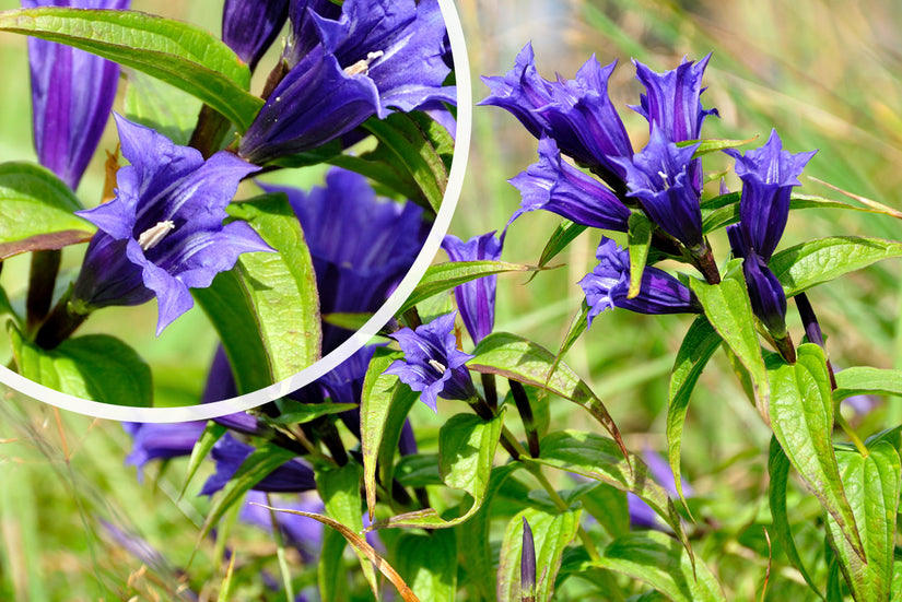 Zijdeplantgentiaan - Gentiana asclepiadea