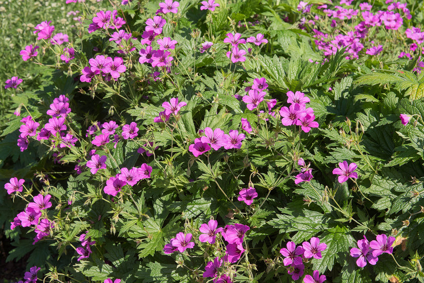 Geranium 'Ann Folkard'