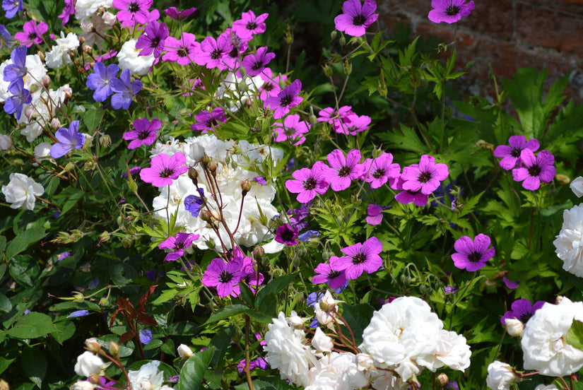 Border met Geranium 'Ann Folkard'