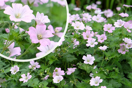 Ooievaarsbek - Geranium 'Dreamland'