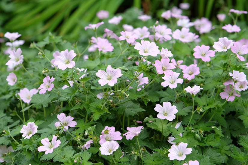 Ooievaarsbek - Geranium 'Dreamland' lange bloei