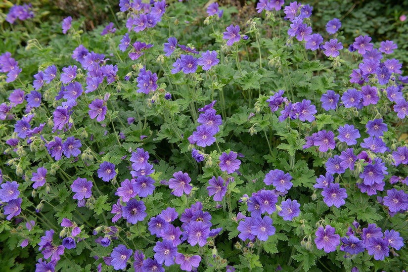 Ooievaarsbek - Geranium himalayense in bloei