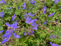 Ooievaarsbek - Geranium 'Johnson's Blue'