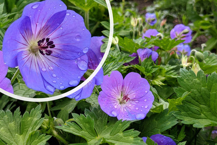 Ooievaarsbek - Geranium 'Johnson's Blue'