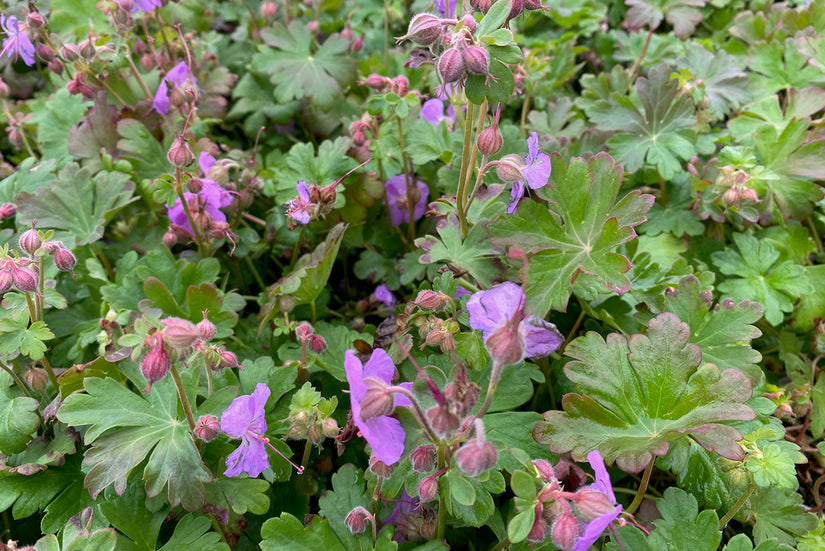 Geranium-cantabrigiense-Cambridge.jpeg