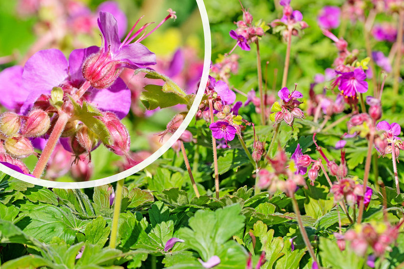 Bloei Geranium x cantabrigiense 'Cambridge'