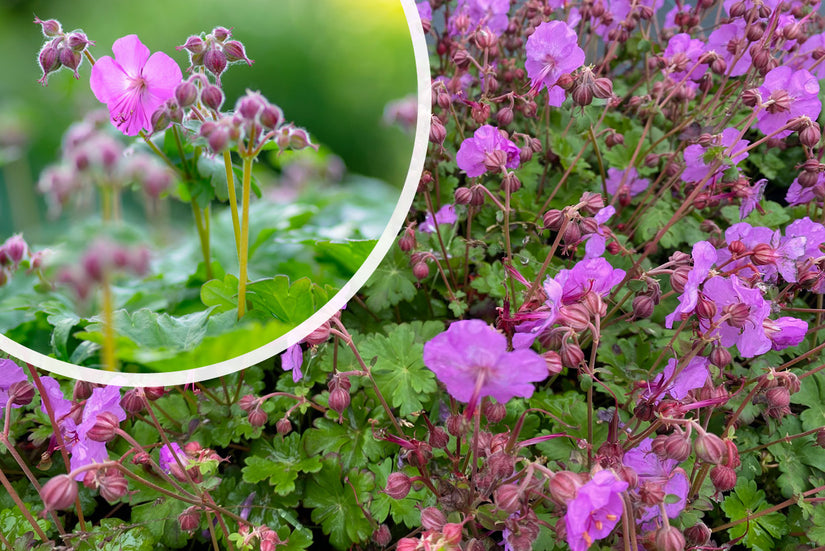 Ooievaarsbek - Geranium x cantabrigiense 'Karmina' bloei