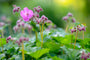 Geranium x cantabrigiense 'Karmina' in bloei