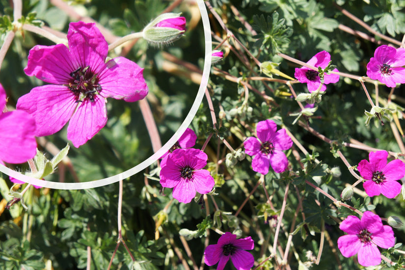 Ooievaarsbek - Geranium cinereum 'Giuseppii'