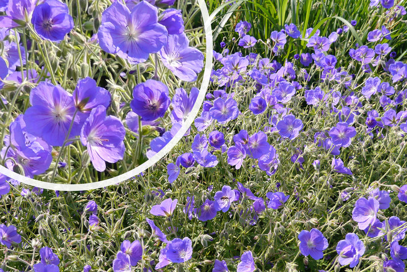 Ooievaarsbek - Geranium himalayense 'Gravetye' Bodembedekker