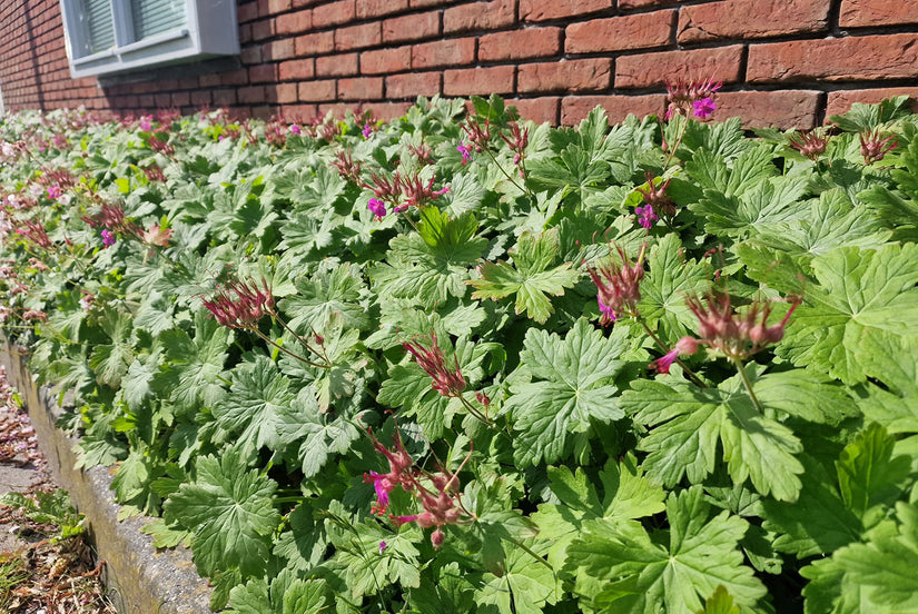 Ooievaarsbek - Geranium macrorrhizum 'Ingwersen's Variety'