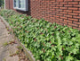 Geranium macrorrhizum 'Ingwersen's Variety'