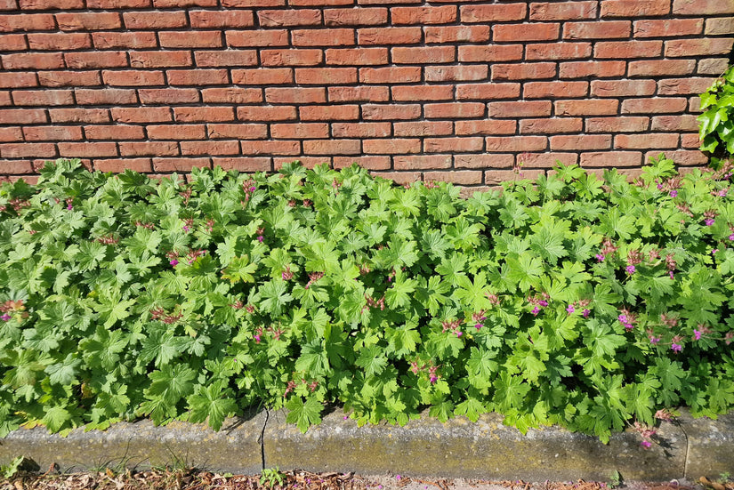 Border met Geranium macrorrhizum 'Ingwersen's Variety'