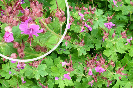  Ooievaarsbek - Geranium macrorrhizum 'Czakor' in bloei