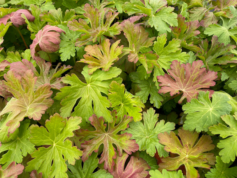 Blad Geranium macrorrhizum 'Ingwersen's Variety'