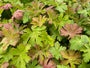 Blad Geranium macrorrhizum 'Ingwersen's Variety'