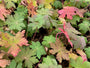 Geranium macrorrhizum 'Ingwersen's Variety' (foto November)