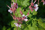 Bloei Geranium macrorrhizum 'Ingwersen's Variety'