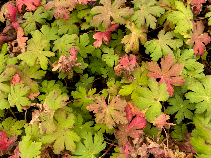 Geranium macrorrhizum 'Spessart' (foto oktober)