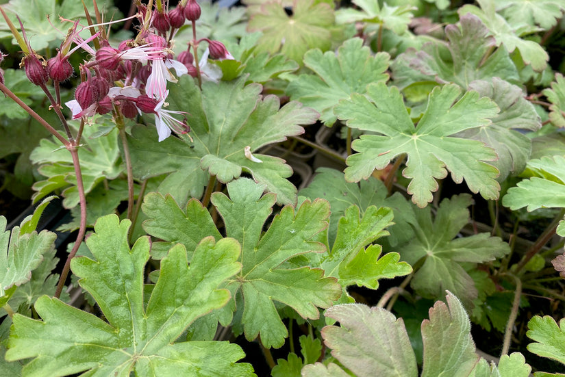 Blad Geranium macrorrhizum 'Spessart'