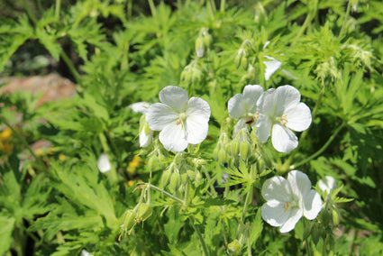 Ooievaarsbek - Geranium macrorrhizum 'White Ness'