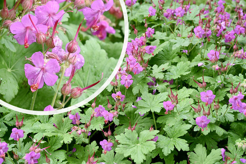 Geranium macrorrhizum (Rotsooievaarsbek)