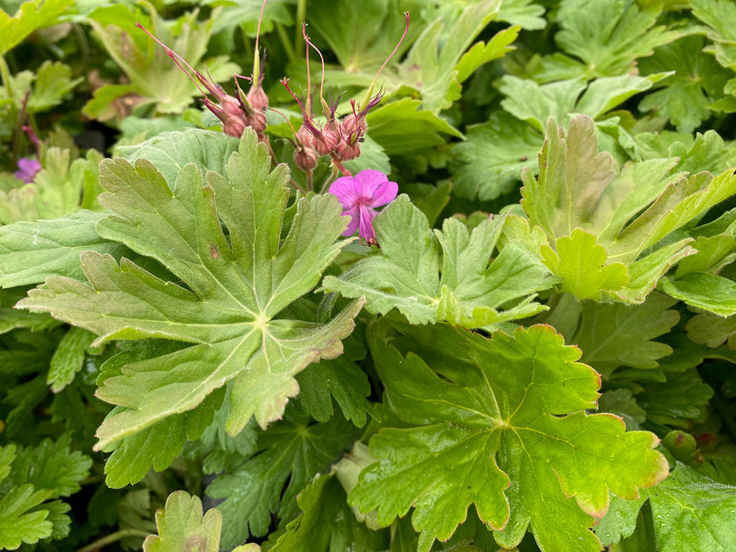 Blad Ooievaarsbek - Geranium macrorrhizum