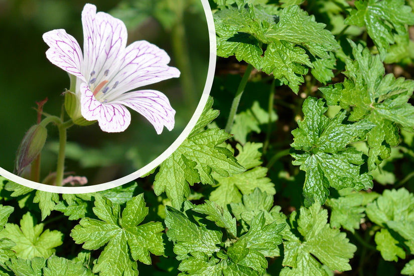 Bloei Geranium x oxonianum 'Rose Clair'