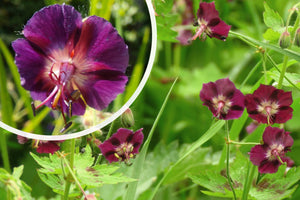 Dunkler Storchschnabel - Geranium phaeum
