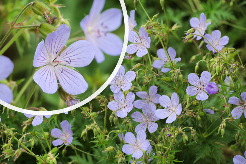 Ooievaarsbek - Geranium pratense 'Mrs Kendall Clark'