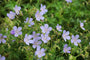 Geranium pratense 'Mrs Kendall Clark' in bloei