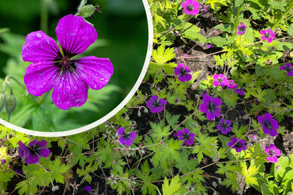  Ooievaarsbek - Geranium psilostemon 'Red Admiral'