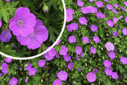 Geranium sanguineum 'Ankum's Pride'