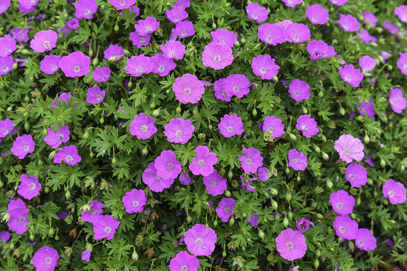 Geranium sanguineum 'Ankum's Pride' in bloei